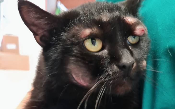 Zbiórka Zyzia kontra RAK - zdjęcie główne