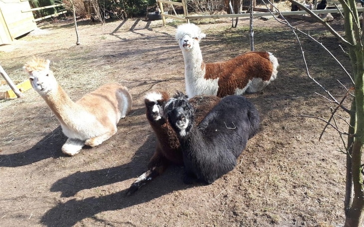 Zbiórka Ratujmy ranczo z alpakami - zdjęcie główne