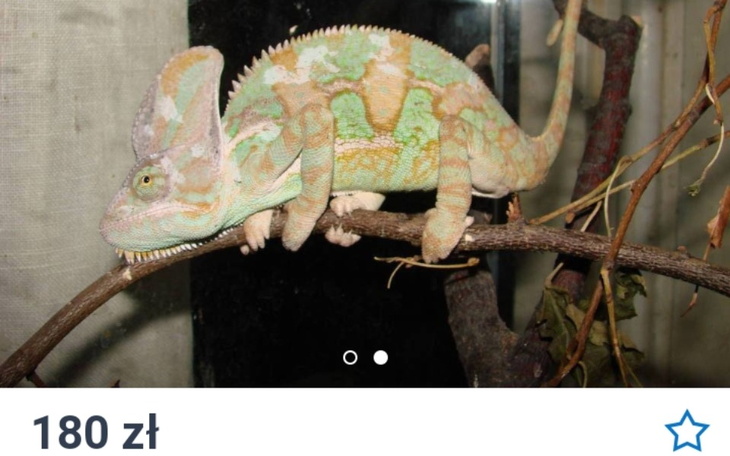 Zbiórka Zbieram na dwa Kameleony - zdjęcie główne