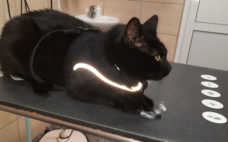 Zbiórka Luna prosi o pomoc - zdjęcie główne