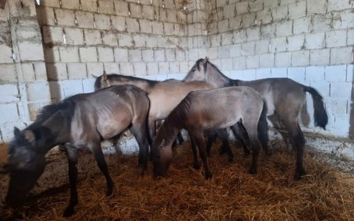 Zbiórka Pechowa piątka skonczy w rzeźni - zdjęcie główne