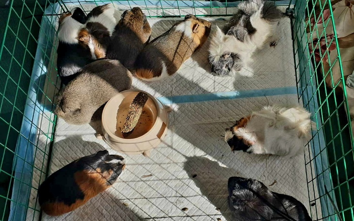 Grupa świnek morskich w klatce, odpoczywających na podłożu.