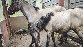 Zbiórka Dwie siostry skazane na RZEŹ - miniaturka zdjęcia