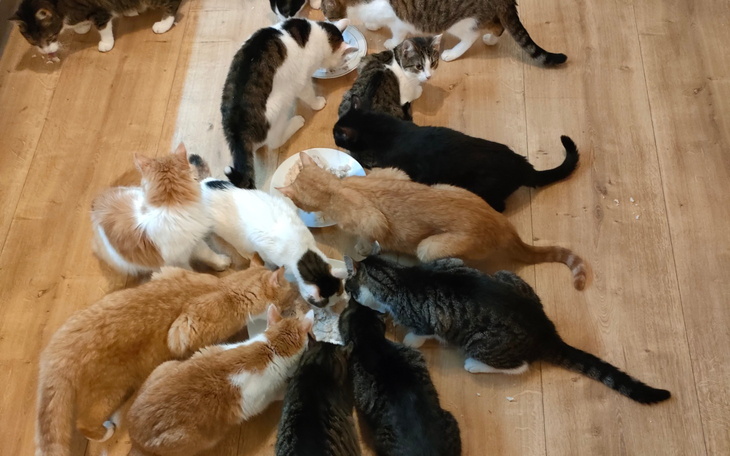 Grupa kotów jedzących razem w pomieszczeniu.