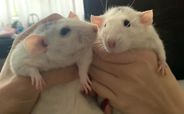 Zbiórka Leczenie szczurzych siostrzyczek - zdjęcie główne