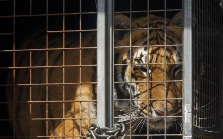 Zbiórka Tygrysy zatrzymane na granicy - zdjęcie główne