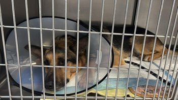 Zbiórka Uratujmy Kovu! Czy to koniec? - miniaturka zdjęcia