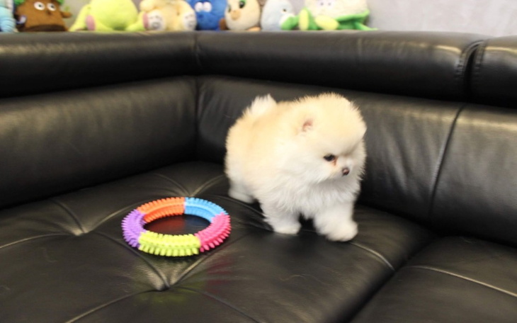 Zbiórka Zbieram na pomeraniana - zdjęcie główne