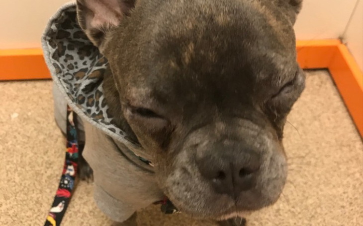 Zbiórka Ratujmy oczy Miji - zdjęcie główne