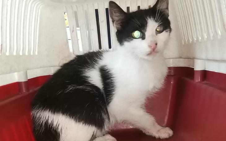 Zbiórka Na kastracje bezdomnych kotów - zdjęcie główne