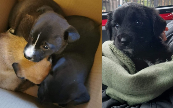 Zbiórka Szczeniaki z lisiej jamy - zdjęcie główne