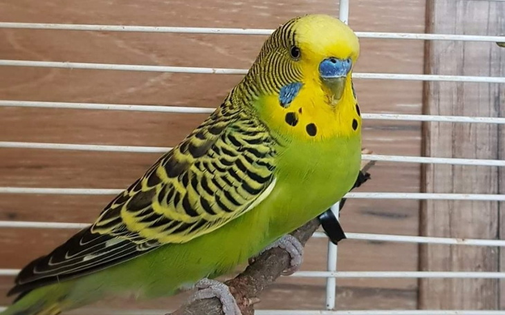 Zbiórka Woliera dla ptaszków egzotycznyc - zdjęcie główne