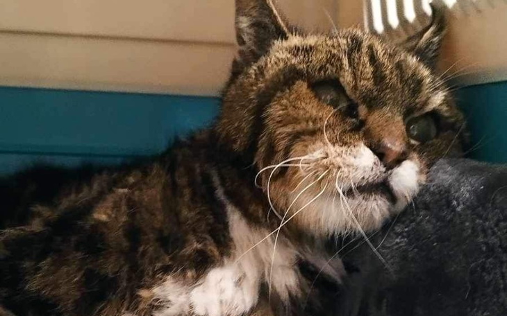 Zbiórka Kotka skrajnie zaniedbana SOS - zdjęcie główne