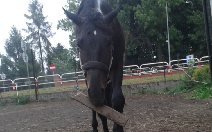 Zbiórka Wymarzone siodło - zdjęcie główne