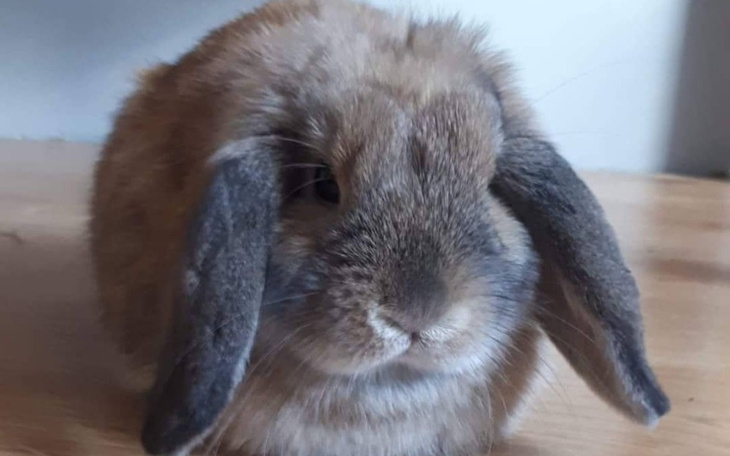 Zbiórka Na szczepienie królika - zdjęcie główne