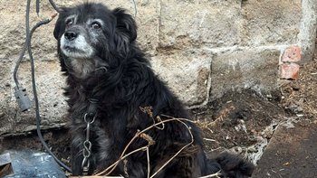 Zbiórka 13 lat na Łańcuchu - Pomóż - miniaturka zdjęcia