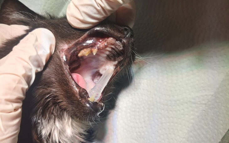 Zbiórka Usunięcie zębów i badania Cygi - zdjęcie główne