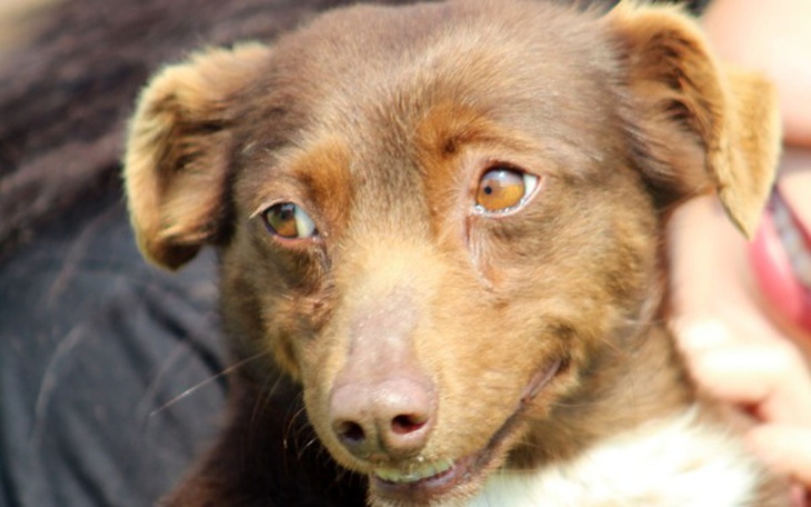 Zbiórka Sterylizacja i utrzymanie Kali - zdjęcie główne