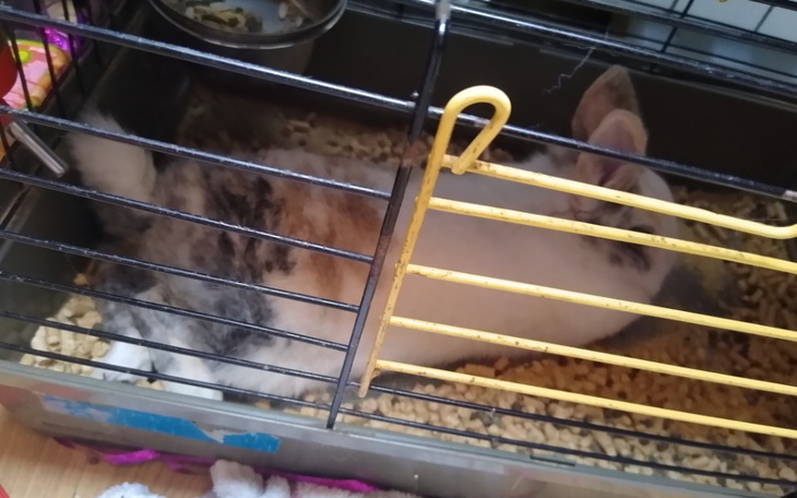 Zbiórka Na klatkę dla Pusi - zdjęcie główne