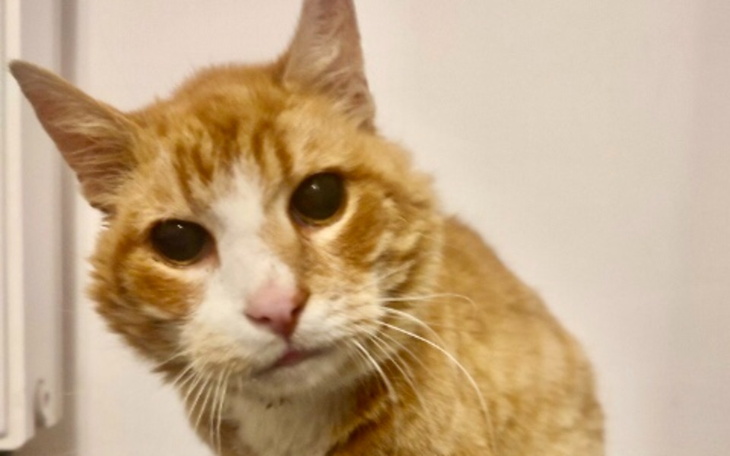 Zbiórka Dziadek Rudzik chce żyć, pomóż - zdjęcie główne