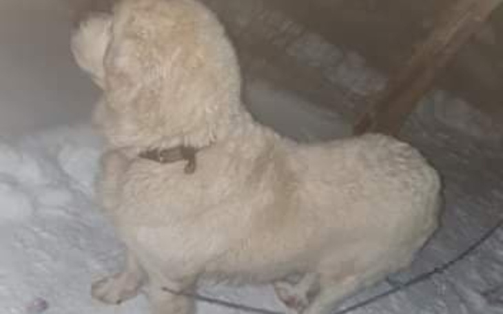 Zbiórka Dla chorej Pusi z pustostanu - zdjęcie główne