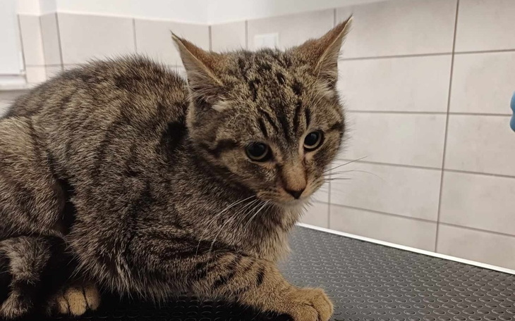 Zbiórka Dyzio śmiertelnie chory... - zdjęcie główne