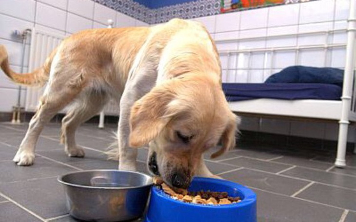 Zbiórka Zbiórka na karmę dla zwierząt :) - zdjęcie główne