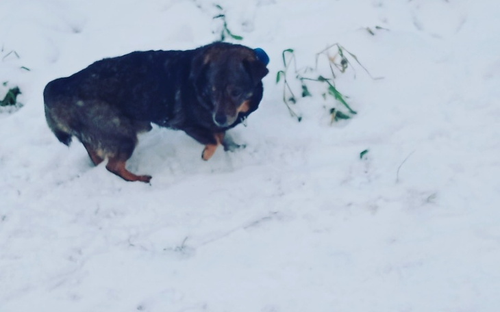 Zbiórka Ratujmy Papiego - zdjęcie główne