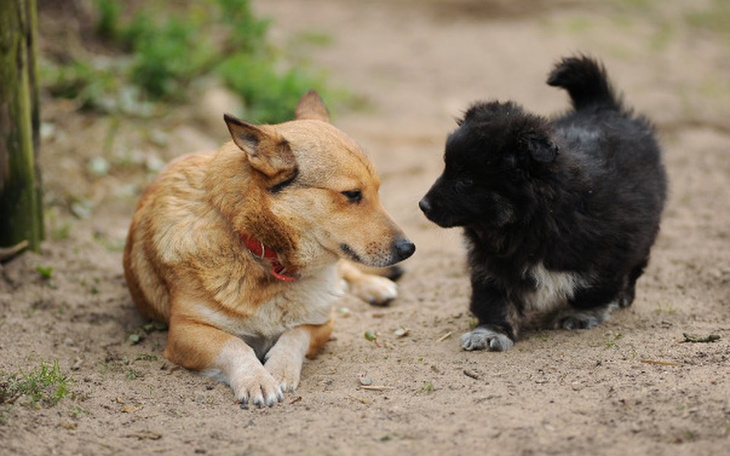 Zbiórka Dla psów z przechowalni - zdjęcie główne