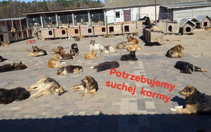 Zbiórka Potrzebna karma dla psów w Canis - zdjęcie główne