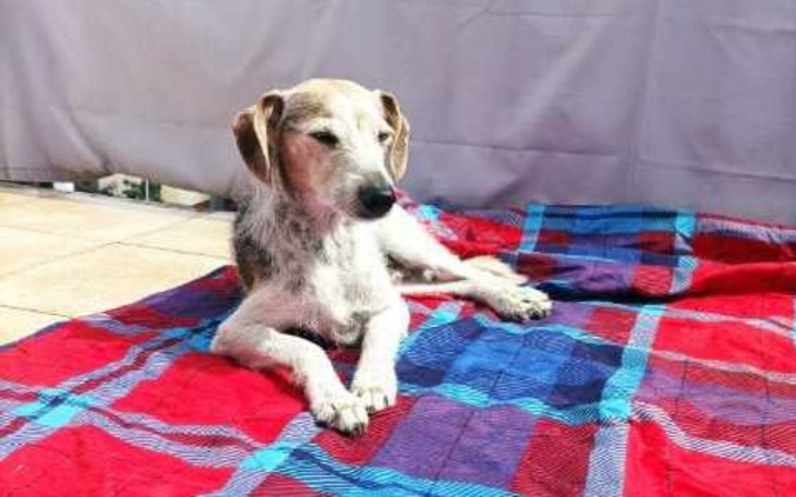 Zbiórka Fizjoterapia Xenia-laser,bieżnia - zdjęcie główne