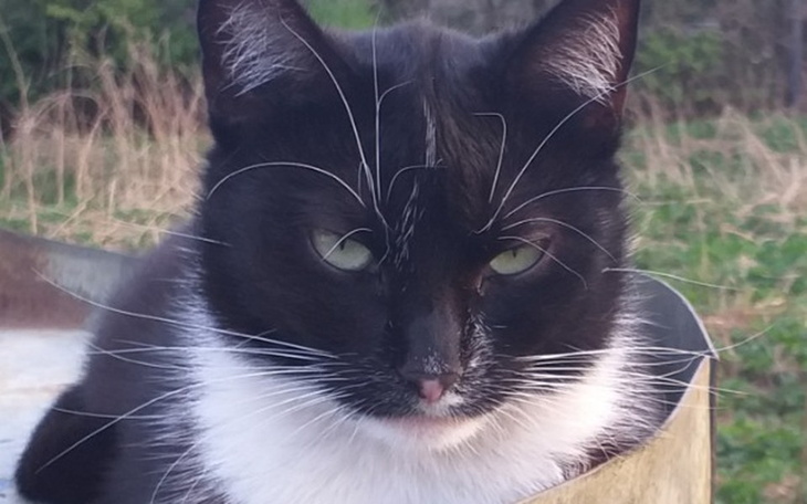 Zbiórka Na pomoc bezdomnym Kiciusiom - zdjęcie główne