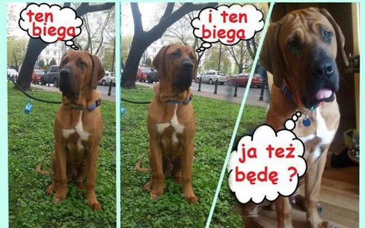 Zbiórka Pomóżmy Tosiakowi - zdjęcie główne