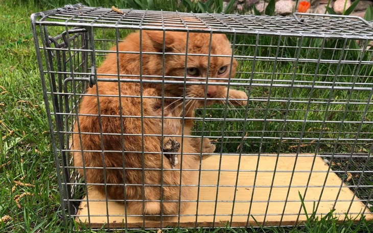 Zbiórka Rubens z oderwaną nogą - zdjęcie główne