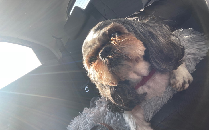 Pies w samochodzie, cieszący się słońcem.