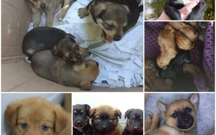 Zbiórka POMÓŻ- budowa SZCZENIACZKOWA - zdjęcie główne