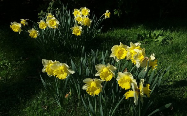 Zbiórka Leczenie stomatoloigiczne - zdjęcie główne
