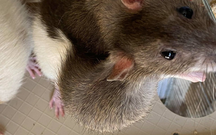 Dwa szczury z bliska, jeden z nich liże.