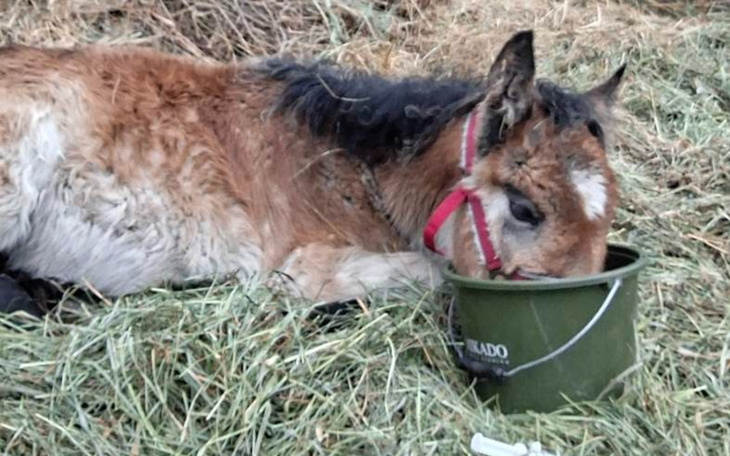 Młode źrebię leżące na sianie.