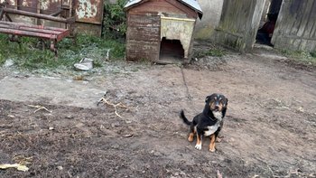 Zbiórka Pomóż 3 psom zacząć nowe - miniaturka zdjęcia