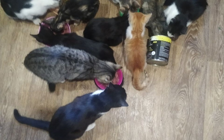 Zbiórka Zbiórka na żywność i lekarstwa d - zdjęcie główne