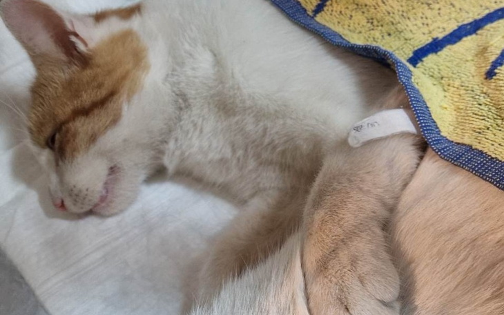 Zbiórka Długi za bezdomniaki - zdjęcie główne