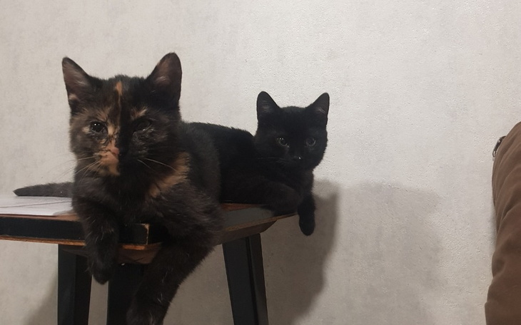 Zbiórka Szczepienie dla kociąt - zdjęcie główne