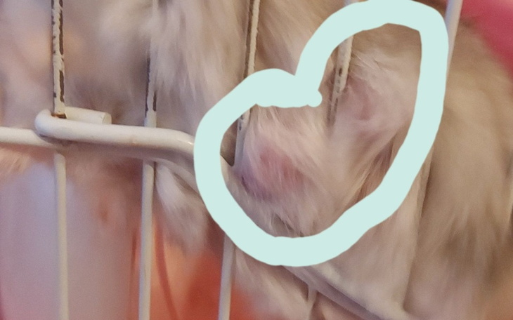 Zbiórka Pieniądze na zwierzęta - zdjęcie główne