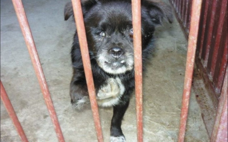 Zbiórka Na pieski i schronisko - zdjęcie główne