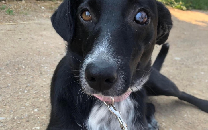 Pies na smyczy, z wyrazem przyjaznym i ciekawym.