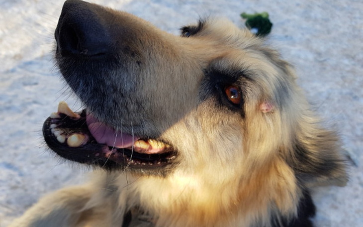 Zbiórka Operacja narośli Lucky'ego - zdjęcie główne