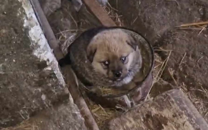 Szczeniak siedzący w metalowej misce, otoczony słomą.