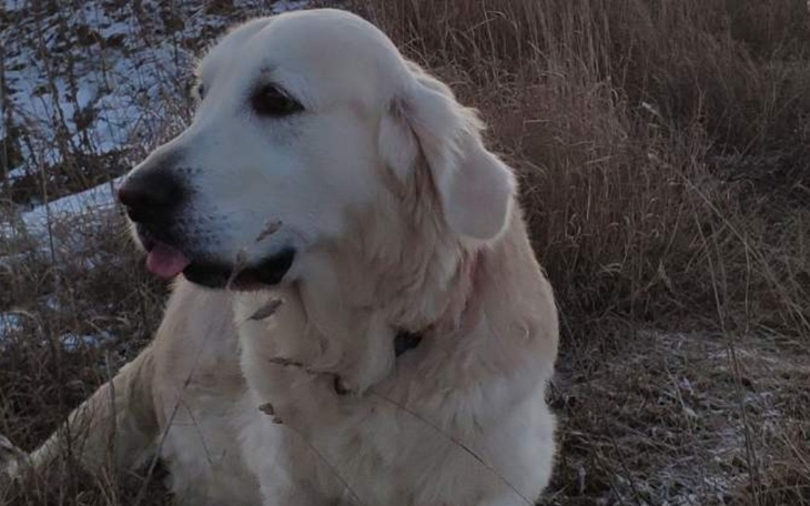 Zbiórka Ukraine - zdjęcie główne