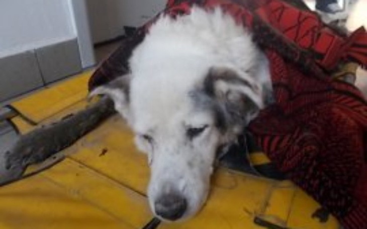 Zbiórka Pomoc dla schroniska w Lublinie - zdjęcie główne